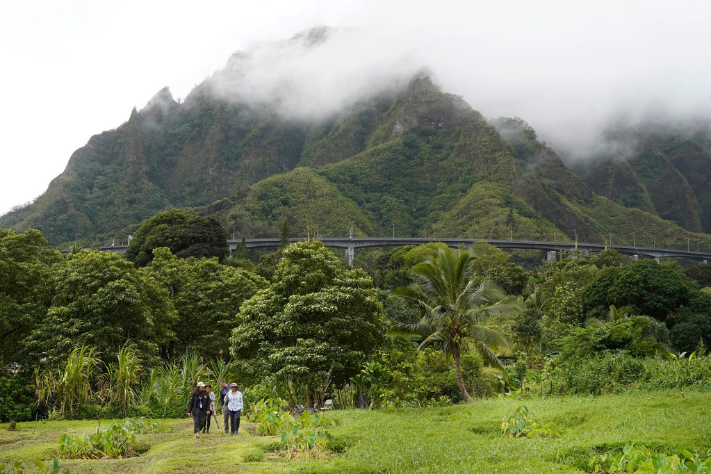 Dawn Chang walks between loʻi at Papahana Kuaola as Koʻolau mountains tangle with clouds during a Department of Land and Natural Resources’ (DLNR) Commission on Water Resource Management (CWRM) and the Honolulu Board of Water Supply visit to multiple windward agriculture institutions Monday, Nov. 10, 2025, in Kāneʻohe. (Kevin Fujii/Civil Beat/2025)
