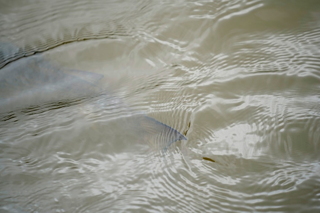 An anae or 'ama'ama, full-size mullet, swims into the wai current flowing into the Heʻeia Fishpond during a Department of Land and Natural Resources’ (DLNR) Commission on Water Resource Management (CWRM) and the Honolulu Board of Water Supply visit to multiple windward agriculture institutions Monday, Nov. 10, 2025, in Kāneʻohe. (Kevin Fujii/Civil Beat/2025)
