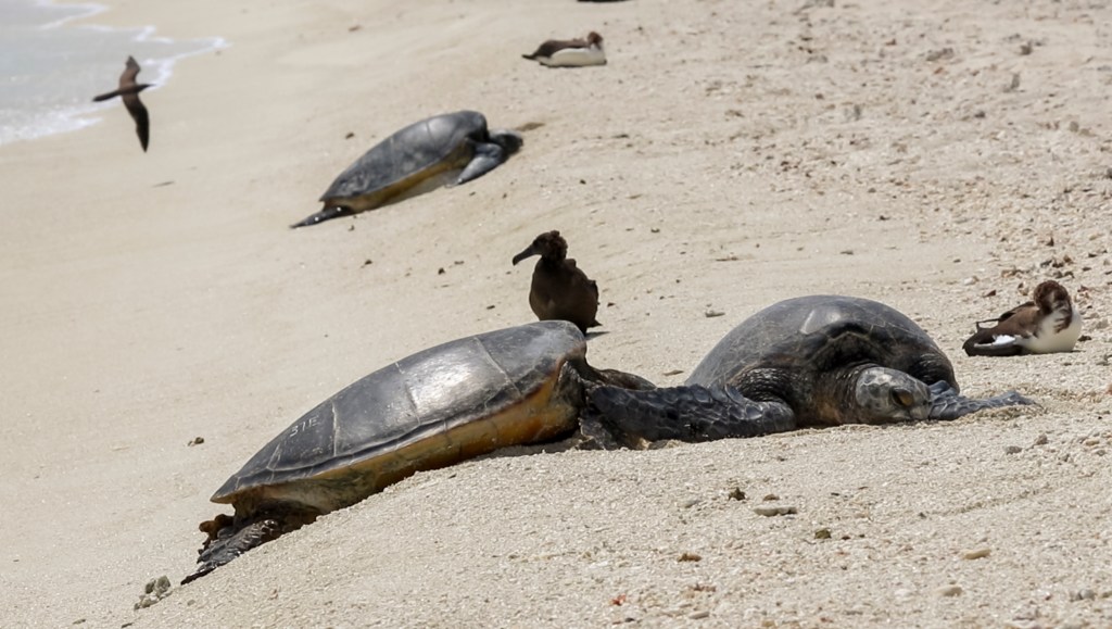 Hawaiian green sea turtles rest on East Island in French Frigate Shoals, or Lalo, in the Northwestern Hawaiian Islands in 2018. (Alana Eagle/Civil Beat/2018)