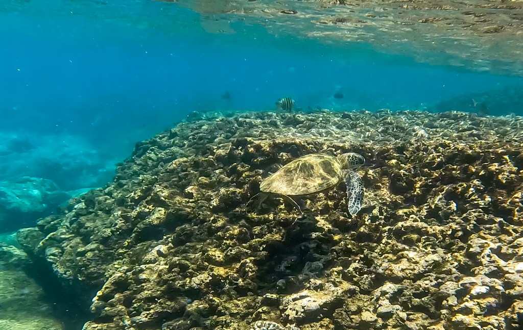 A Hawaiian green sea turtle, or honu, swims off the North Shore of O‘ahu. (Nathan Eagle/Civil Beat/2024)