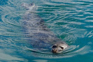 People Usually Get Away With Harming Hawai‘i’s Seals Despite Tourist Case