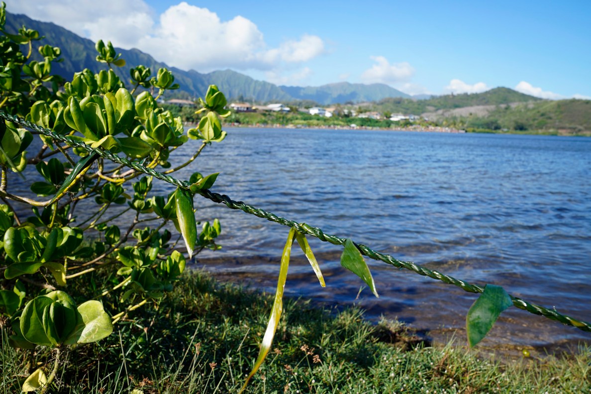 A lei circles the He‘eia loko i‘a (fishpond) as Paepae O He‘eia hosts Moʻokuapā Saturday, Dec. 13, 2025, in Kāneʻohe. 2,000 volunteers joined the Moʻokuapā community work day to finish the wall of the 800-year-old He‘eia loko i‘a (fishpond). Volunteers also brought lei which organizers reported could circle the 88-acre fishpond three times. (Kevin Fujii/Civil Beat/2025)