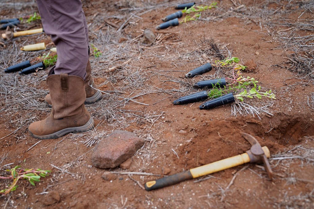 Protect Kahoʻolawe ʻOhana (PKO) returns for a short trip to plant native vegetation Monday, Jan. 5, 2026, in Hakioawa. PKO celebrates the 50th year of sovereign land. (Kevin Fujii/Civil Beat/2026)