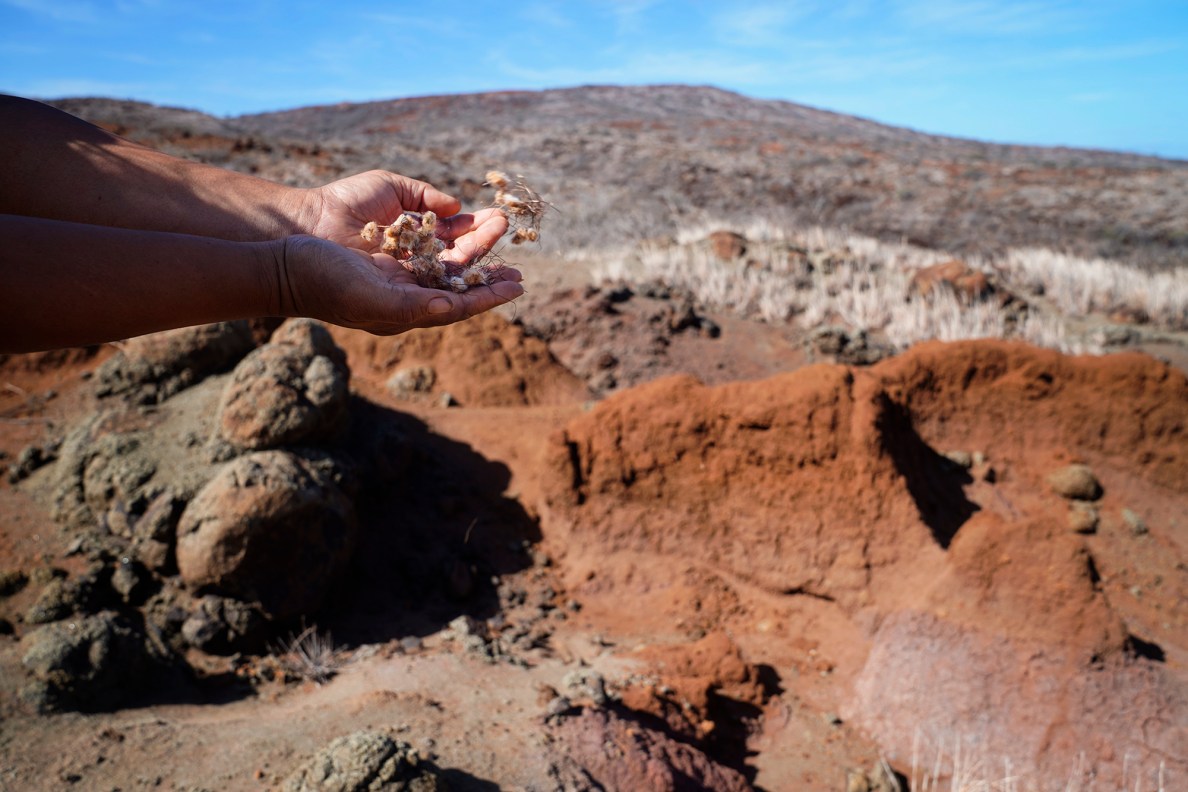 Protect Kahoʻolawe ʻOhana (PKO) prepare to release seeds Tuesday, Jan. 6, 2026, in Hakioawa. A site mauka and upwind from camp was chosen to prevent erosion and spread more seeds toward camp. (Kevin Fujii/Civil Beat/2026)