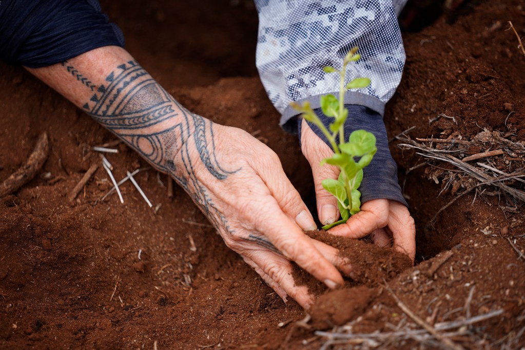 Protect Kahoʻolawe ʻOhana (PKO) Kimberly Patterson plants a endemic Pa'u o Hi'iaka Monday, Jan. 5, 2026, in Hakioawa. PKO celebrates the 50th year of sovereign land. (Kevin Fujii/Civil Beat/2026)