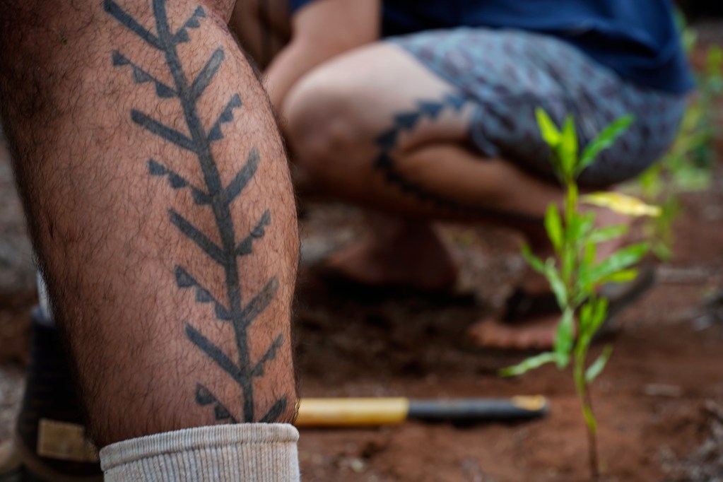 A tattoo mimics new native plants during a Protect Kahoʻolawe ʻOhana (PKO) access Monday, Jan. 5, 2026, in Hakioawa. PKO celebrates the 50th year of sovereign land. (Kevin Fujii/Civil Beat/2026)