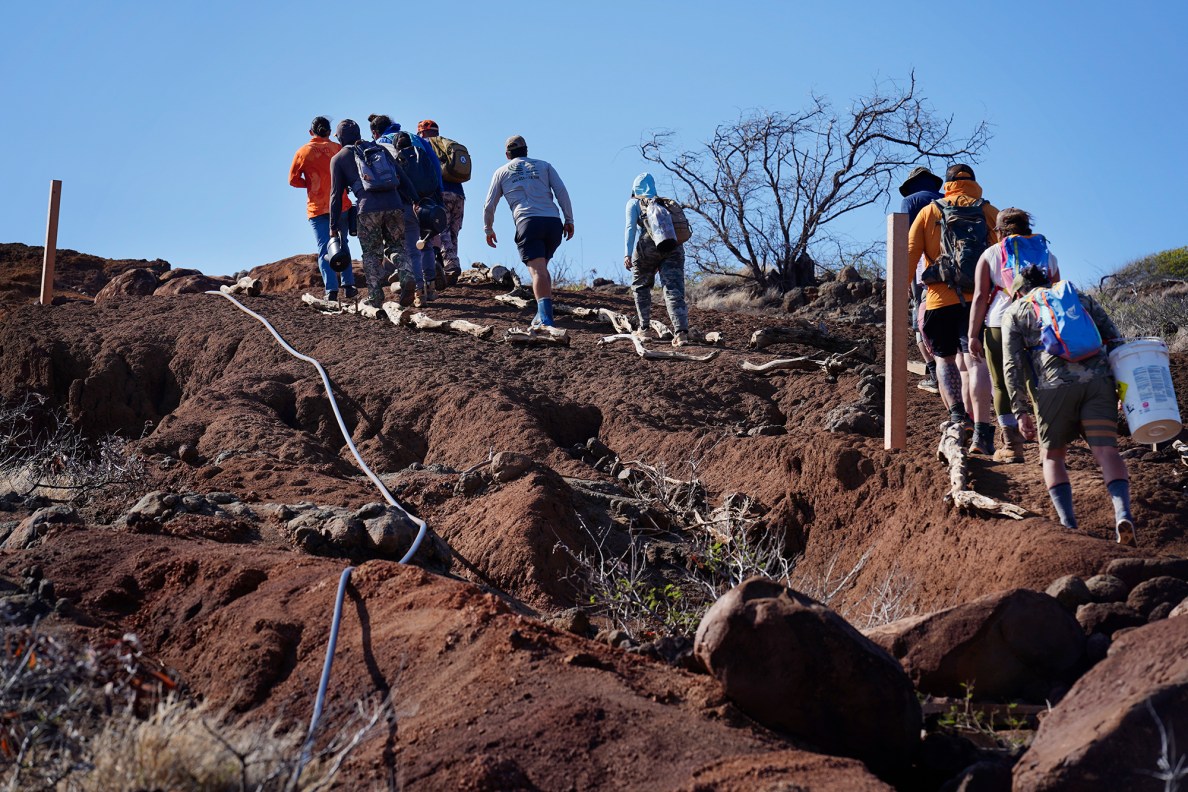 Protect Kahoʻolawe ʻOhana (PKO) climb mauka on a trail built in areas cleared of unexploded ordnance (UXO) Tuesday, Jan. 6, 2026, in Hakioawa. PKO celebrates the 50th year of sovereign land. (Kevin Fujii/Civil Beat/2026)