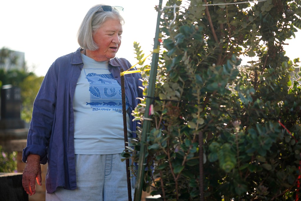 Laura Ruby talks about this ʻōhiʻa tree she planted at the Mōʻiliʻili Japanese Cemetery Friday, Jan. 9, 2026, in Honolulu. Ruby opposes the pedestrian bridge over the Ala Wai Canal connecting Mōʻiliʻili and Waikīkī. (Kevin Fujii/Civil Beat/2026)