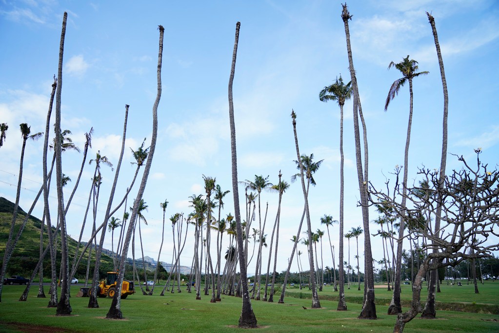 Damaged trees at Wailua Golf Course are photographed Tuesday, Jan. 20, 2026, in Līhuʻe. Coconut rhinoceros beetles are now plaguing Kauaʻi. (Kevin Fujii/Civil Beat/2026)