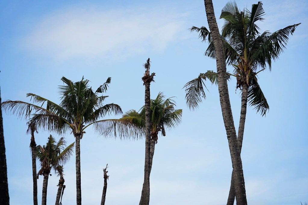 Damaged trees at Wailua Golf Course are photographed Tuesday, Jan. 20, 2026, in Līhuʻe. Coconut rhinoceros beetles are now plaguing Kauaʻi. (Kevin Fujii/Civil Beat/2026)
