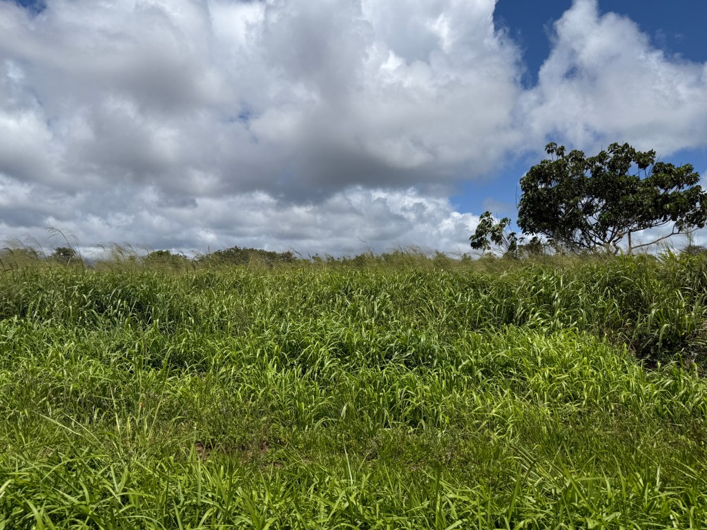 A field of guinea grass with a large tree in the background, with a cloudy sky.