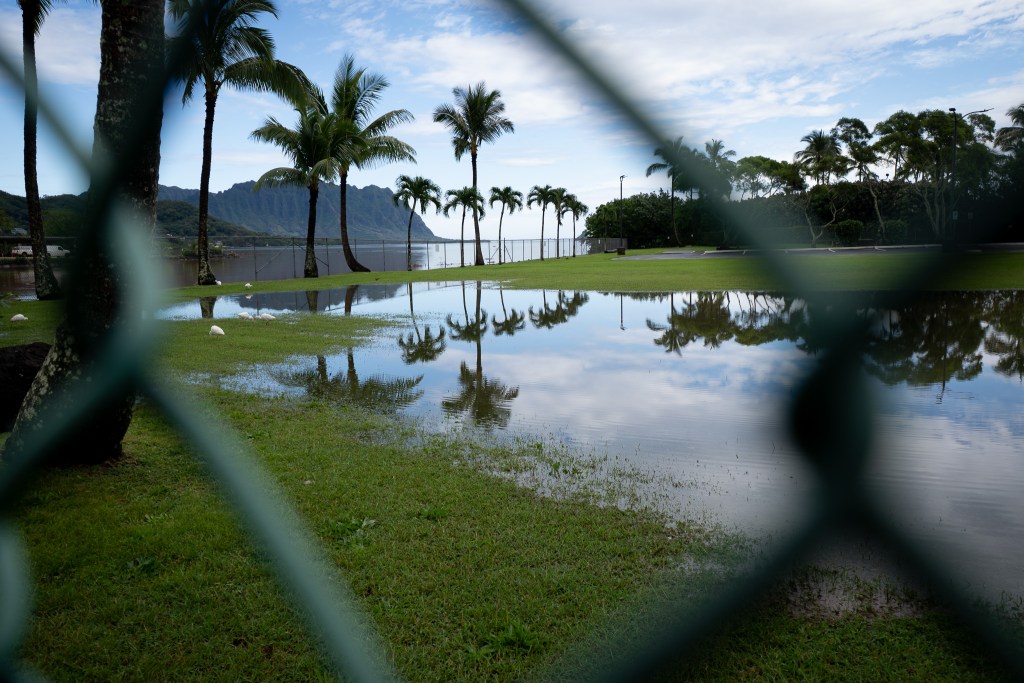 Palm trees in the background are reflected in standing water on a green field is seen through an opening in a chain-link fence.