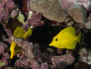Keep Hawaiʻi’s Reef Fish Where They Belong — On The Reef