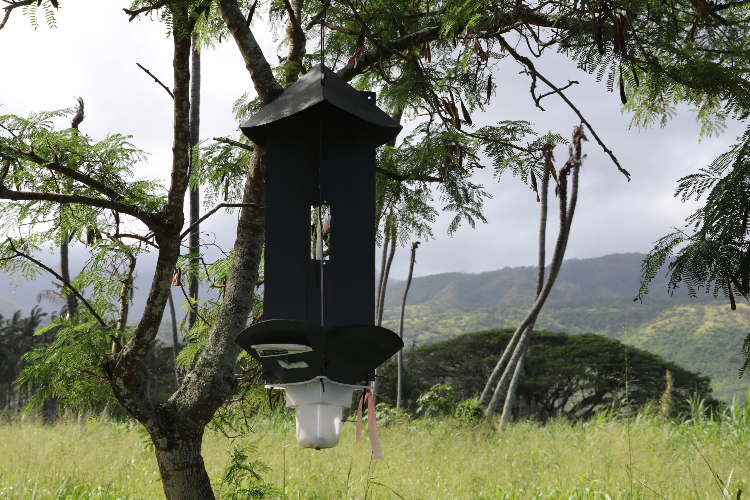 Maui Is Pushing The State To Double Down On Palm-Killing Beetles