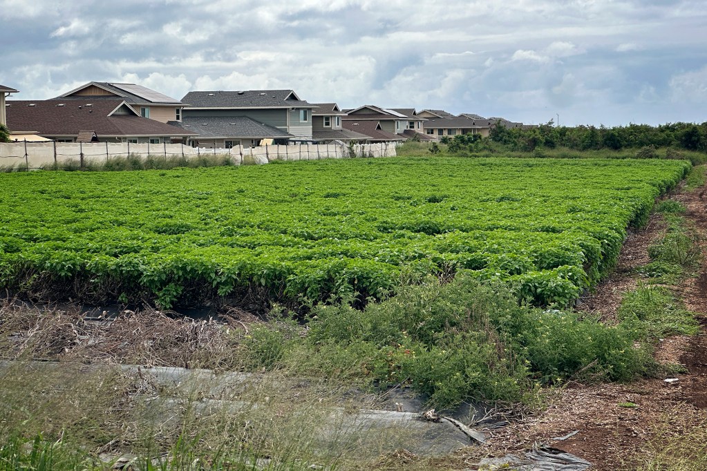 A farmed plot next to residential homes off Kulanihakio Street is void of workers Thursday, April 2, 2026, in Kapolei. Farm hands usually work these plots daily. (Kevin Fujii/Civil Beat/2026)