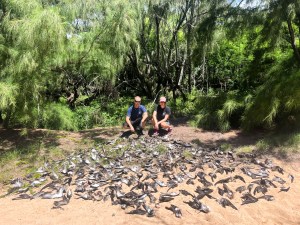 ‘Absolute Carnage’: Feral Cats Kill 168 Native Seabirds On Kaua‘i