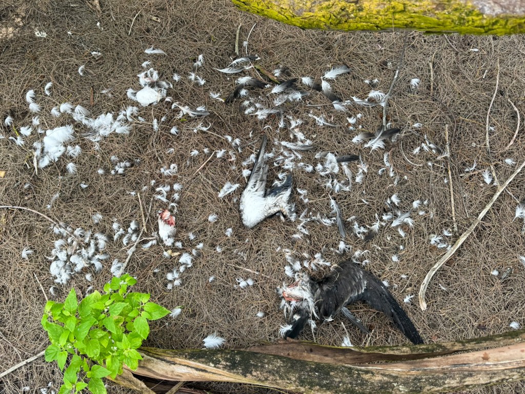 Feral cats are suspected of killing 168 wedge-tailed shearwaters, an endemic seabird called ‘ua‘u kani in Hawaiian, on the South Shore of Kaua‘i. (Courtesy: Andre Raine/2026)