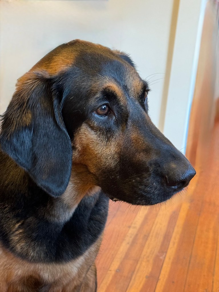 Bella, Brandon Bulman's dog before the attack in March. (Brandon Bulman)