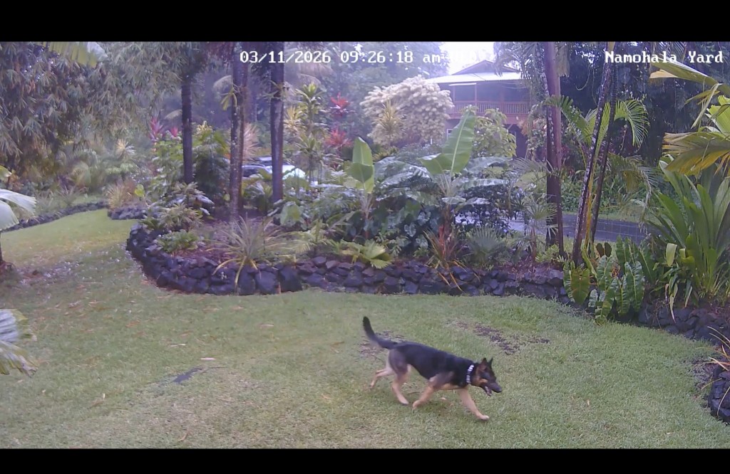 A German shepherd was caught on a home security camera roaming Brandon Bulman's yard in March. (Courtesy: Brandon Bulman/2026)
