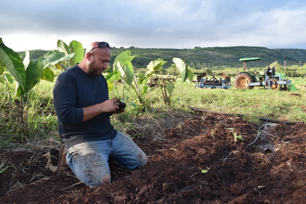 Farmer Emilio Ruiz plants kalo in a field in Kekaha, with large, mature kalo behind him.