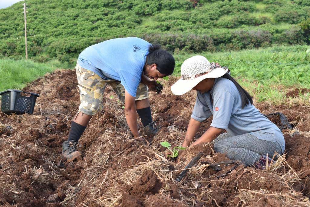 Liesel Rudolfo and Jayce Foster plant young kalo in a field in Kekaha on Kaua‘i.