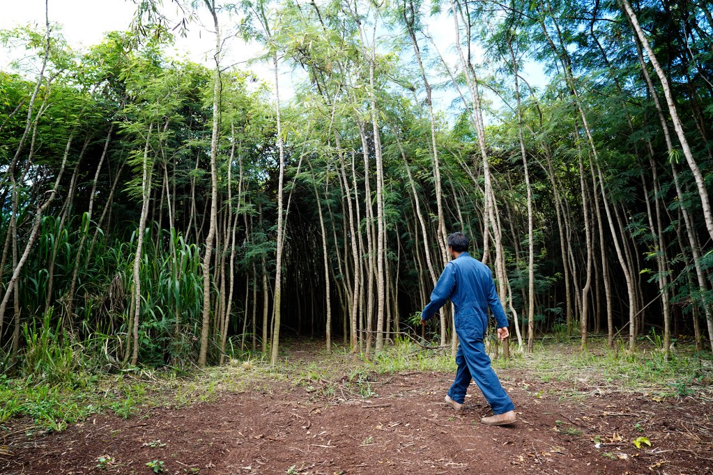 Small sugar cane and watercress farmer Kelsey Hesapene, walks through a cleared area where wild pigs have propagated lilikoʻi Tuesday, May 12, 2026, in Kekaha. (Kevin Fujii/Civil Beat/2026)