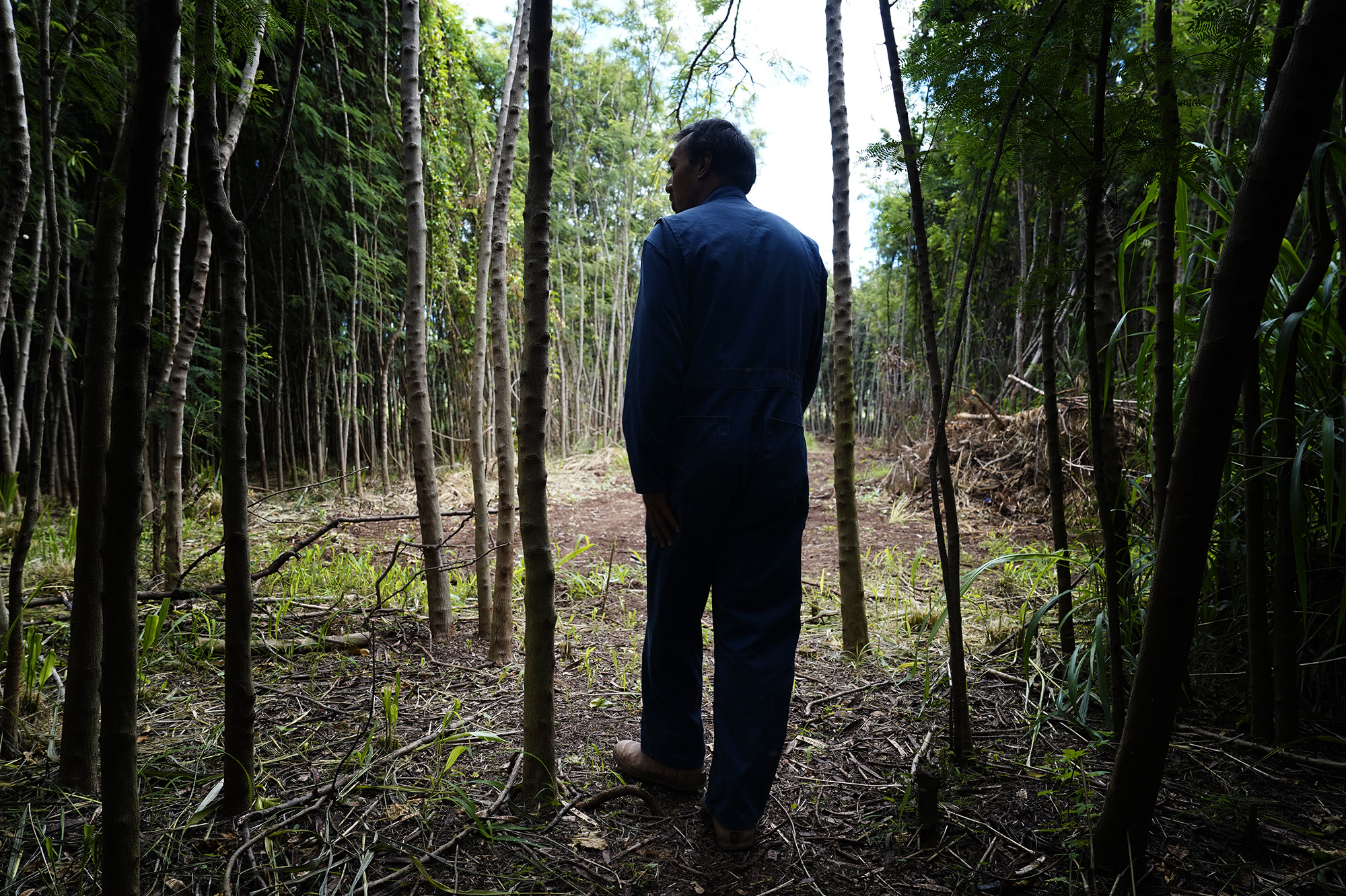 Small sugar cane and watercress farmer Kelsey Hesapene, walks through a cleared area where wild pigs have propagated lilikoʻi Tuesday, May 12, 2026, in Kekaha. (Kevin Fujii/Civil Beat/2026)