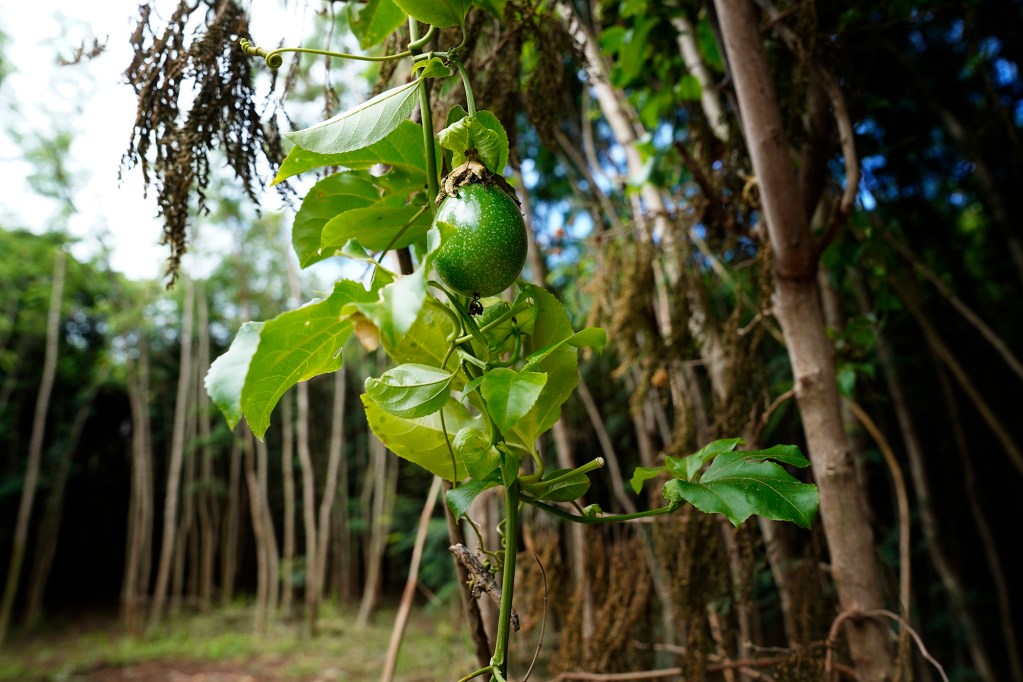 A lilikoʻi grows in a cleared area of small sugar cane and watercress farmer Kelsey Hesapene’s land Tuesday, May 12, 2026, in Kekaha. (Kevin Fujii/Civil Beat/2026)
