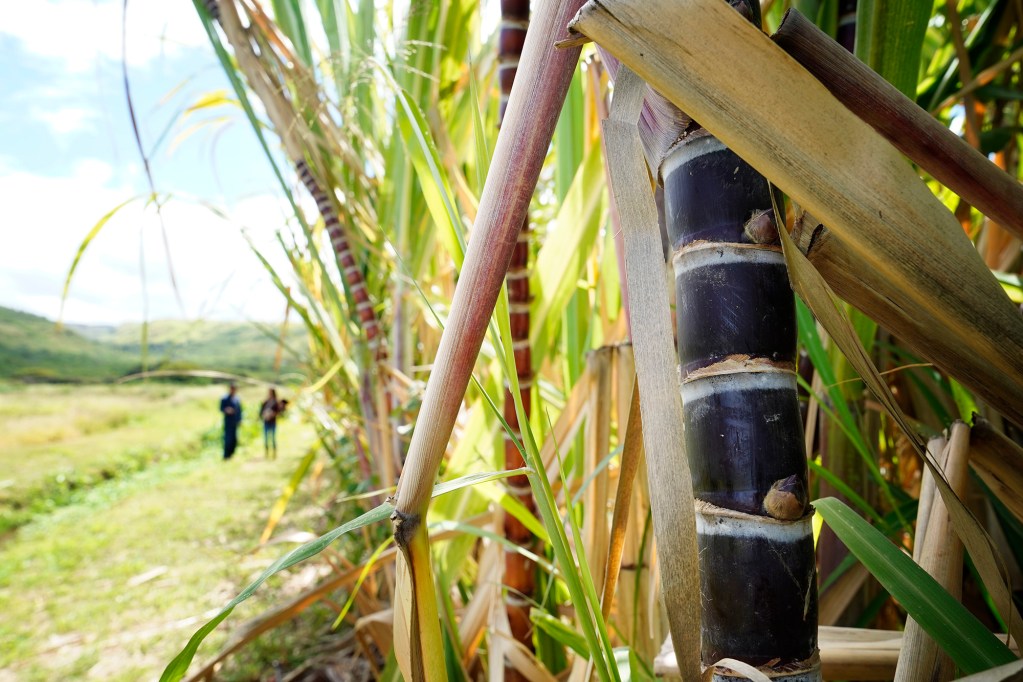 Kō, Hawaiʻian sugarcane, grows on small sugarcane and watercress farmer Kelsey Hesapene’s land Tuesday, May 12, 2026, in Kekaha. (Kevin Fujii/Civil Beat/2026)