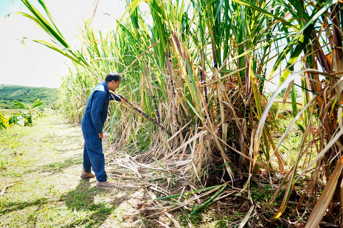 Small sugarcane and watercress farmer Kelsey Hesapene breaks off a stalk of kō, Hawaiʻian sugarcane, one his land Tuesday, May 12, 2026, in Kekaha. (Kevin Fujii/Civil Beat/2026)