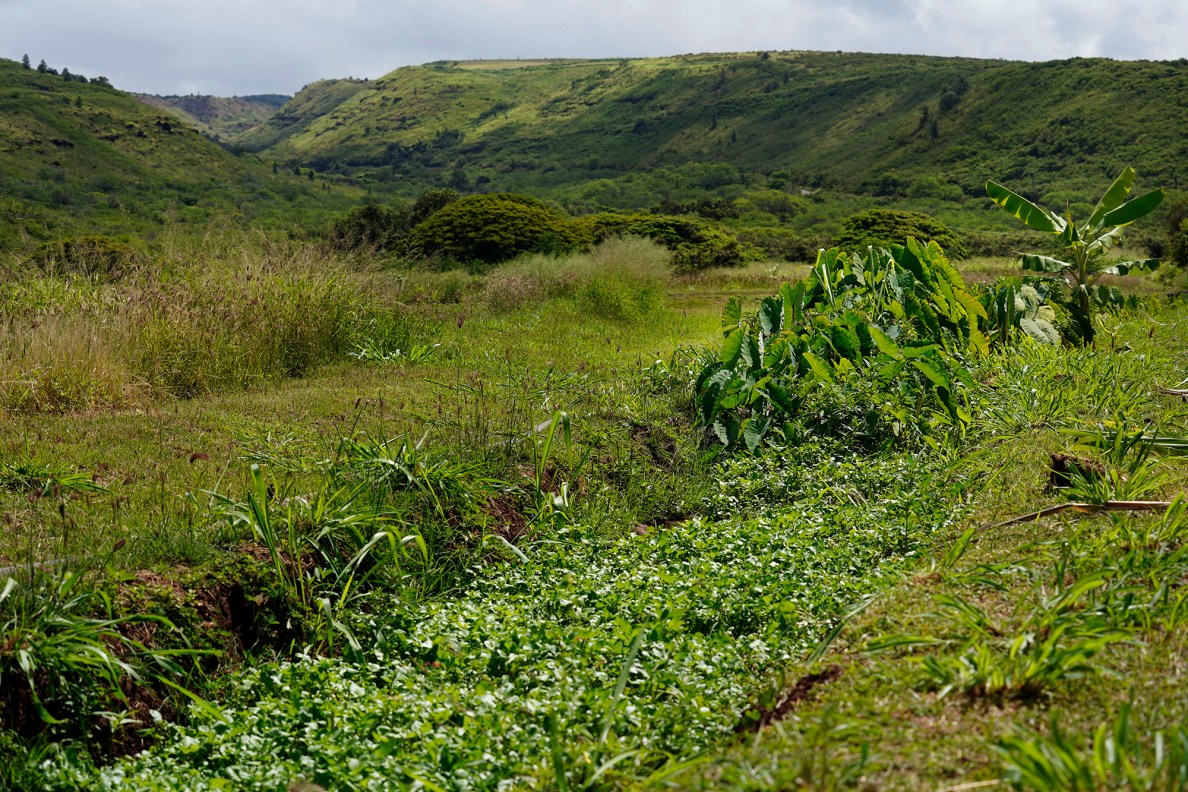 Watercress and kalo grow in a line on farmer Kelsey Hesapene land Tuesday, May 12, 2026, in Kekaha. (Kevin Fujii/Civil Beat/2026)