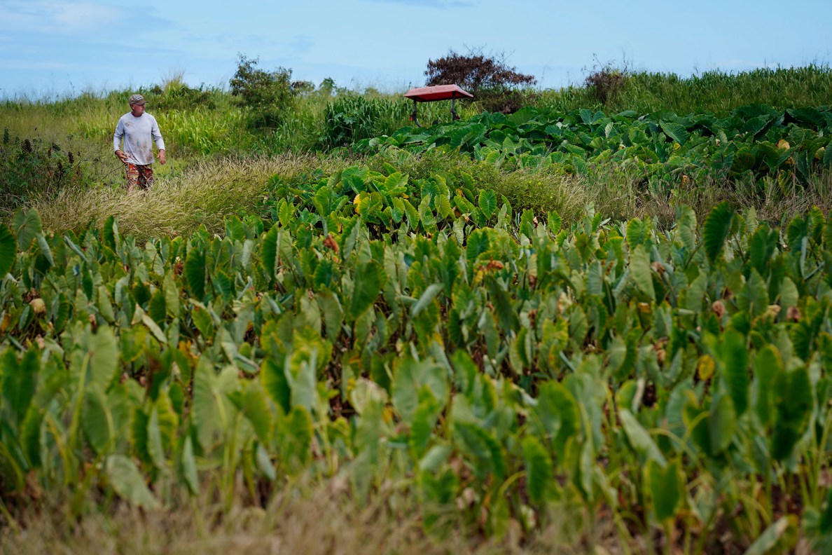 Kalo farmer Adam Asquith walks around his loʻi Tuesday, May 12, 2026, in Kekaha. (Kevin Fujii/Civil Beat/2026)