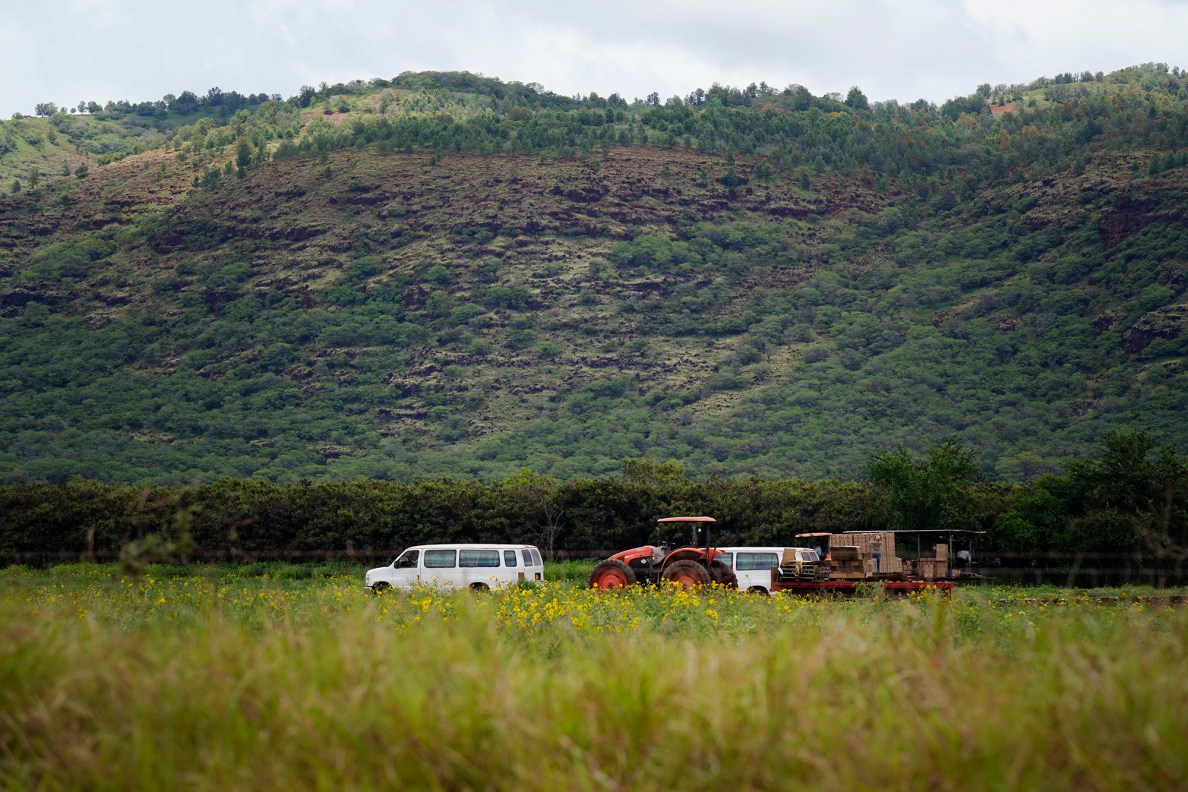 Aloun Farms workers box produce in one of their many fields Tuesday, May 12, 2026, in Kekaha. (Kevin Fujii/Civil Beat/2026)