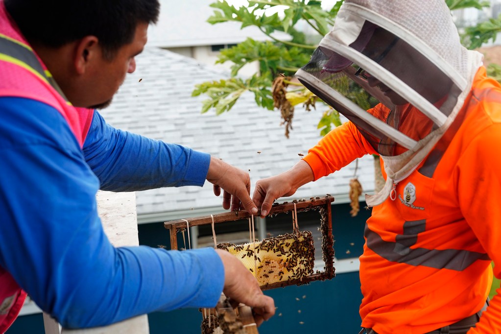 Peter and Jason Morrow of Honey Bee Rescue look for the queen after removing a colony of bees in the wall and ceiling of a Diamond Head house Thursday, May 21, 2026, in Honolulu. (Kevin Fujii/Civil Beat/2026)