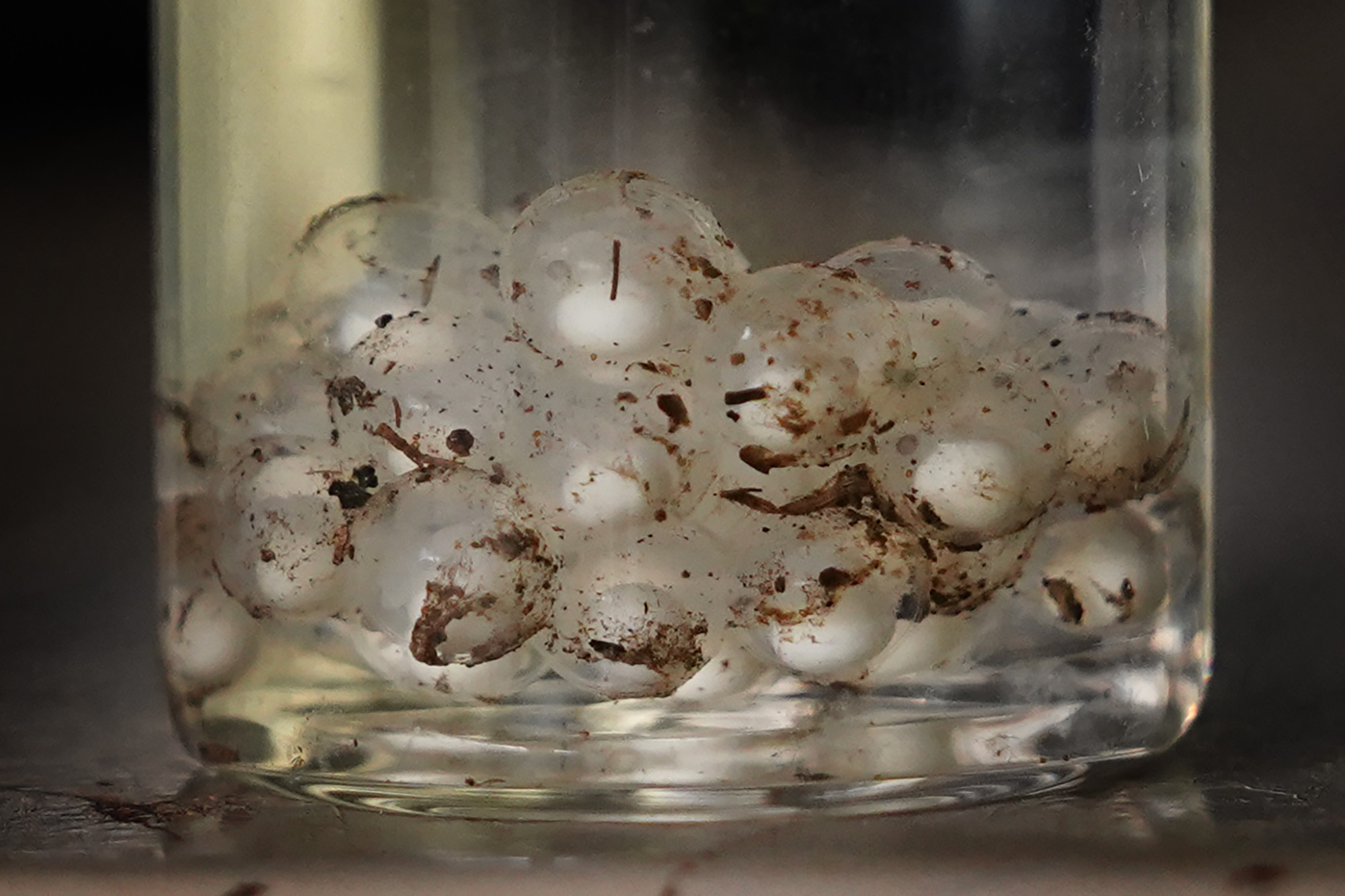 Invasive coqui frog eggs are photographed at the Maui Invasive Species Committee office Tuesday, May 26, 2026, in Haʻikū. Unlike other frogs, once hatched, coqui frogs are fully formed instead of requiring water for a tadpole stage. (Kevin Fujii/Civil Beat/2024)