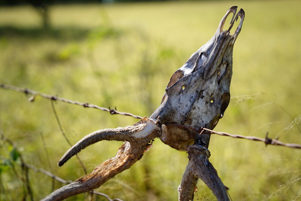 An axis deer skull hangs on a fence in this stock/file photo of rural Molokaʻi Wednesday, May 27, 2026. (Kevin Fujii/Civil Beat/2026)