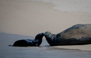 Baby Monk Seal Is Oʻahu’s Newest Celebrity