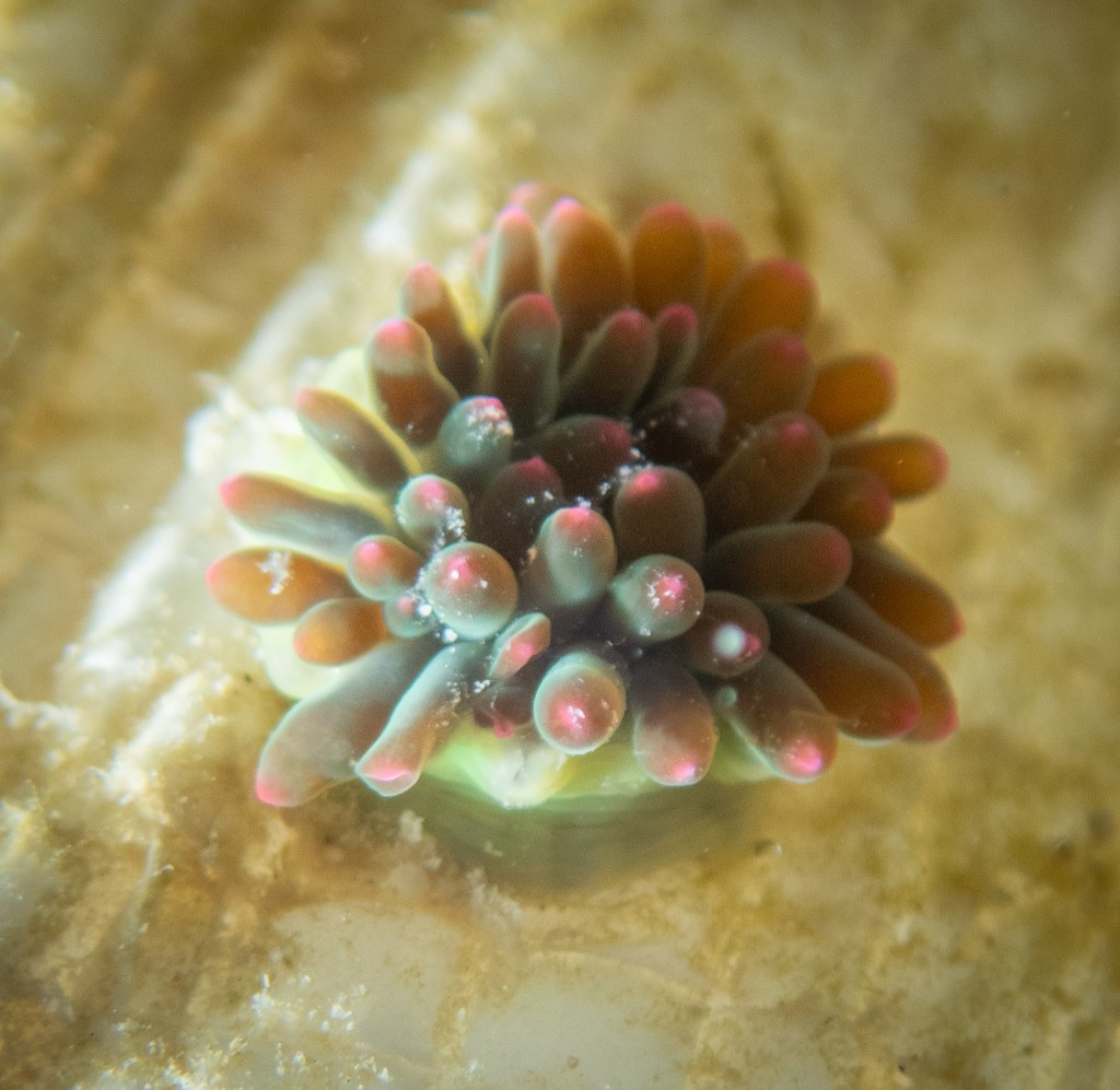 An invasive species of anemone, Majano, growing on a tarp at Reef Eight in Kāneʻohe Bay May 28, 2026. This anemone is about the size of a nickel. Majano, from Southeast Asia and the Philippines, was discovered when a local fisher noticed unusual coral at the site in 2018. (Craig Fujii/Civil Beat/2026)