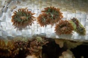 Wanted: This Anemone Is ‘One Of The Most Gnarly Aquarium Pests’