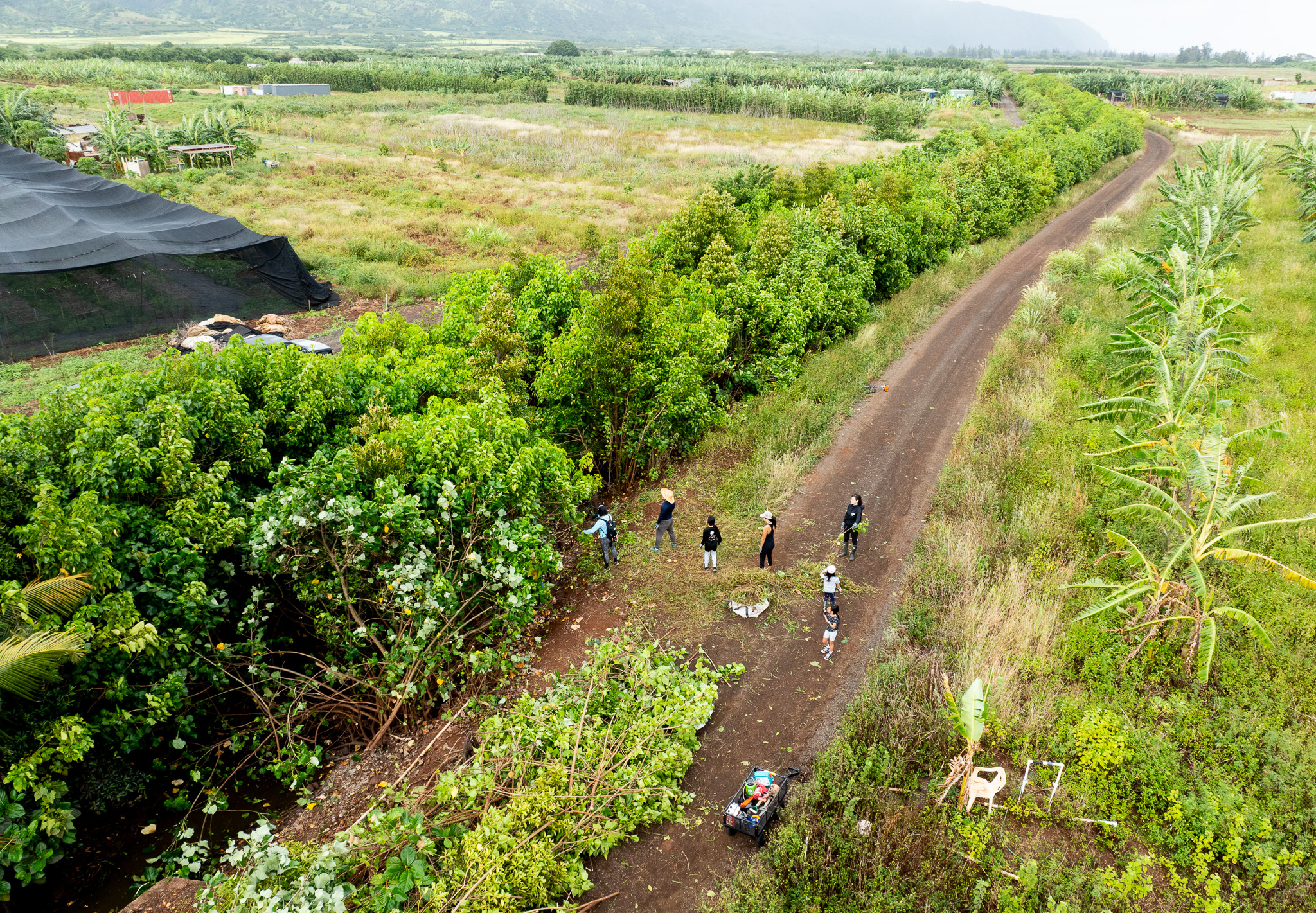One of three ditches - Ditch One - was targeted for clearing at Mill 6 Farms in Waialua May 23, 2026. This ditch is 1,800 feet long, and one side of 180 feet was cleared over a four hour sprint by volunteers with chainsaws. (Craig Fujii/Civil Beat/2026)