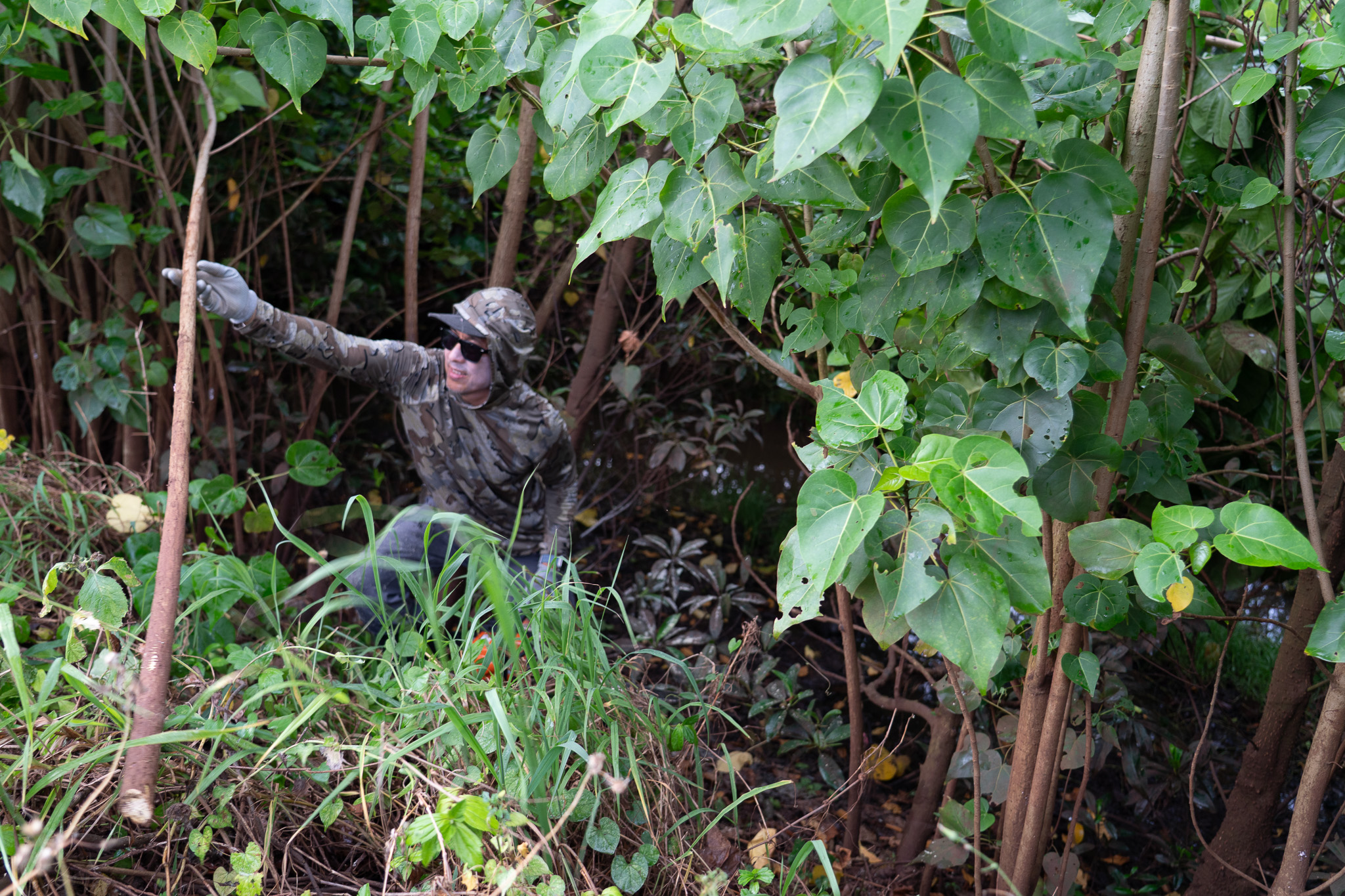 David Taniyama hands up a mangrove branch has he worked to clear overgrowth at a drainage ditch at Mill 6 Farms in Waialua May 23, 2026. Waialua Farmers Cooperative arranged for a half day of work to begin the daunting task of clearing three ditches of heavy growth. (Craig Fujii/Civil Beat/2026)