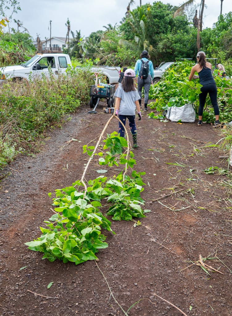Even keiki helped haul branches to a growing pile of green debris during a cleanup of a ditch at Mill 6 Farms in Waialua May 23, 2026. (Craig Fujii/Civil Beat/2026)
