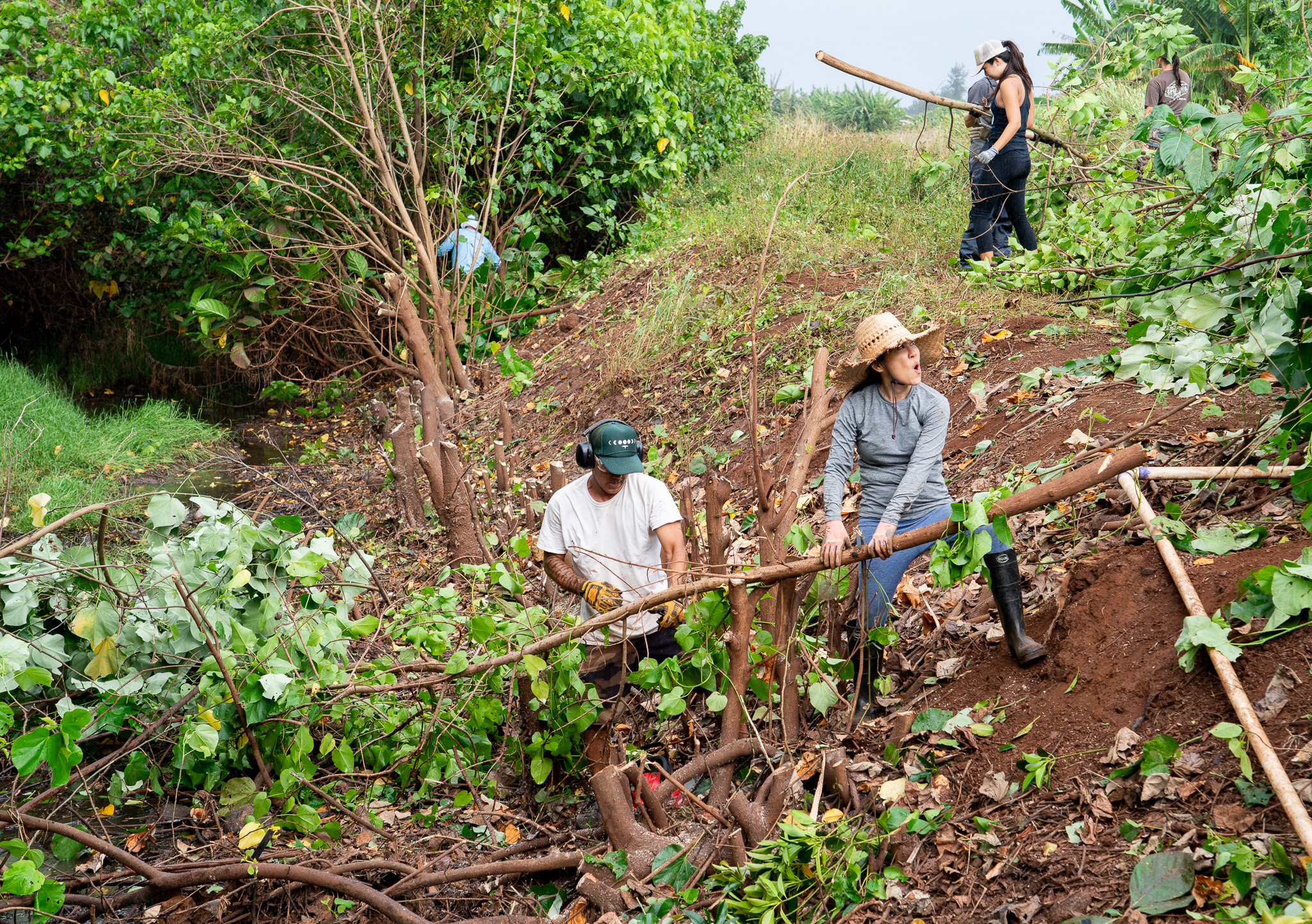 Kanoa Dahlin, left, and Julie Taniyama, clean up the bank of Ditch One at Mill 6 Farms in Waialua May 23, 2026. Overgrown mangrove was removed over a section of the ditch to help water flow after flooding in the area occurred during the March Kona low storms. (Craig Fujii/Civil Beat/2026)