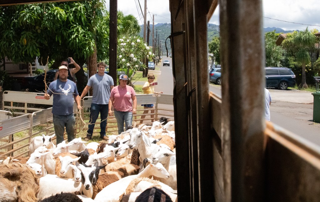 Honolulu Homeowners Turn To Goats, Sheep To Mow Yard Ahead Of Fire Season