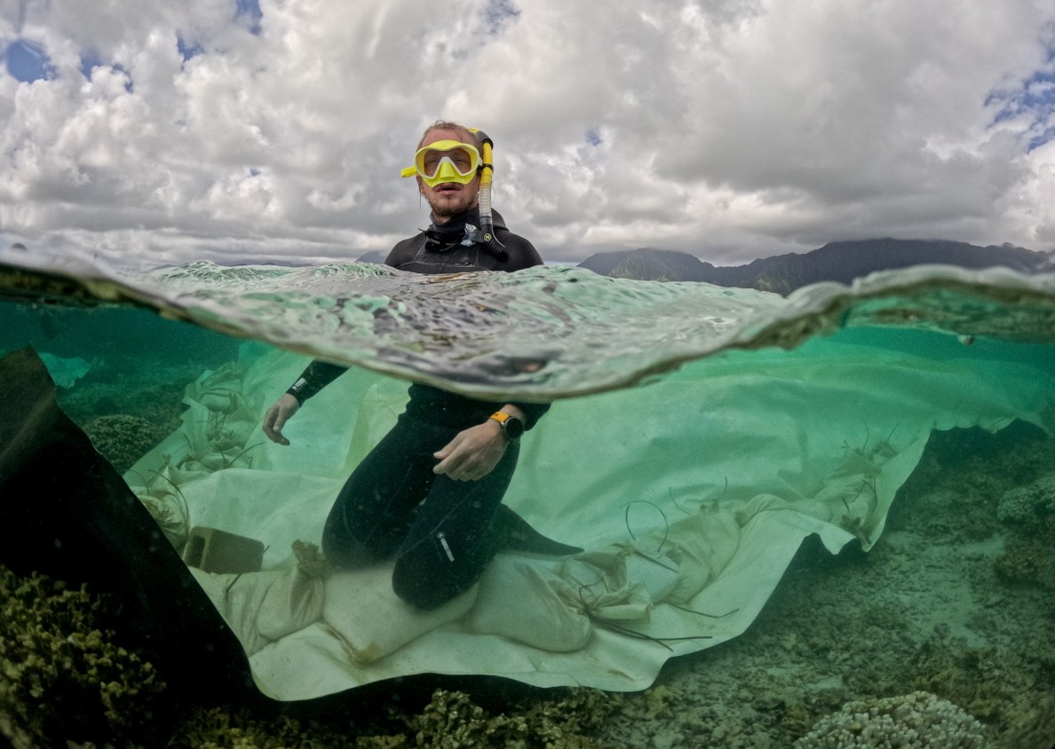 Jesse Boord kneeling on a tarp and sandbags covering an area with invasive Manjano anemones in Kāneʻohe Bay May 28, 2026. (Craig Fujii/Civil Beat/2026)