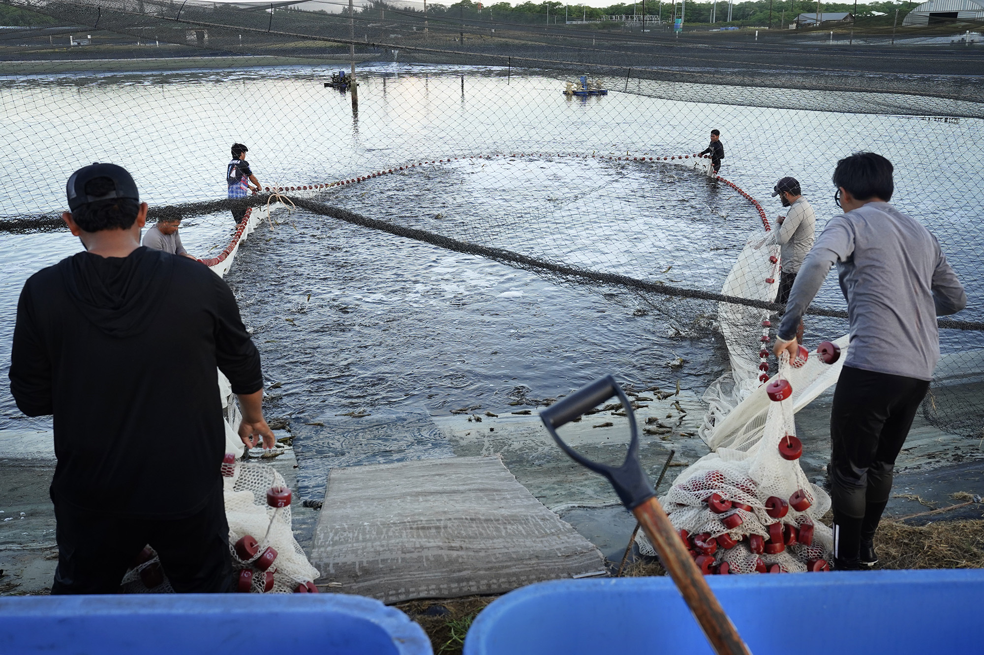 Kauaʻi Shrimp workers pulls in their net to harvest shrimp Friday, June 5, 2026, in Kekaha. (Kevin Fujii/Civil Beat/2026)
