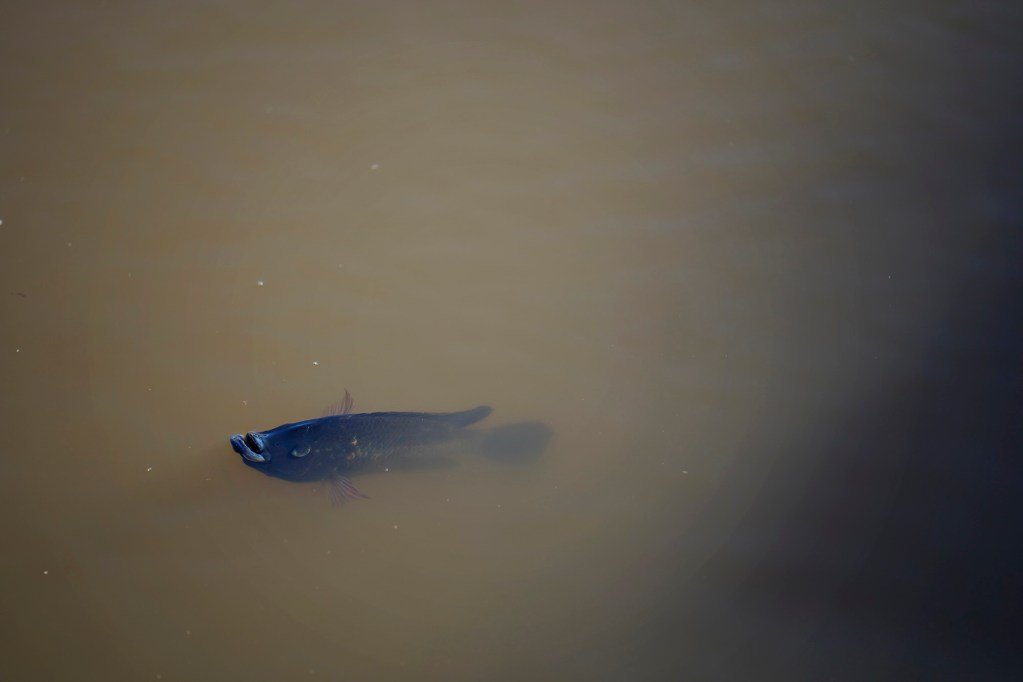 A tilapia breaks the surface of Kauaʻi Shrimp waste water pond Friday, June 5, 2026, in Kekaha. (Kevin Fujii/Civil Beat/2026)