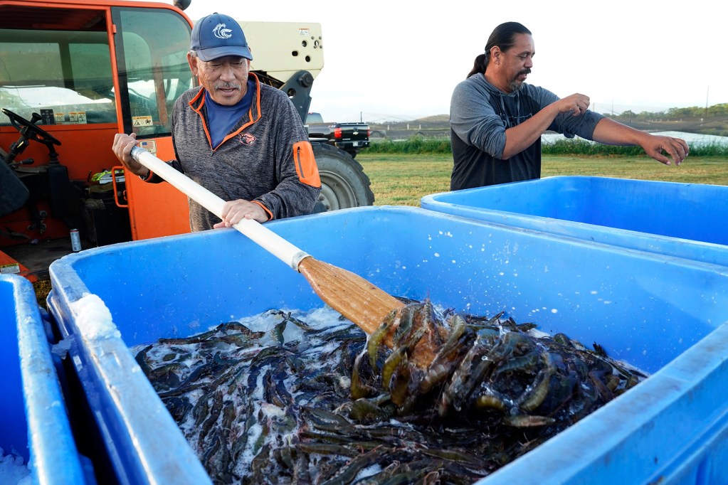 Robert Kanna, manager, Kaua‘i Shrimp, stirs the icy water filled with harvested shrimp Friday, June 5, 2026, in Kekaha. (Kevin Fujii/Civil Beat/2026)
