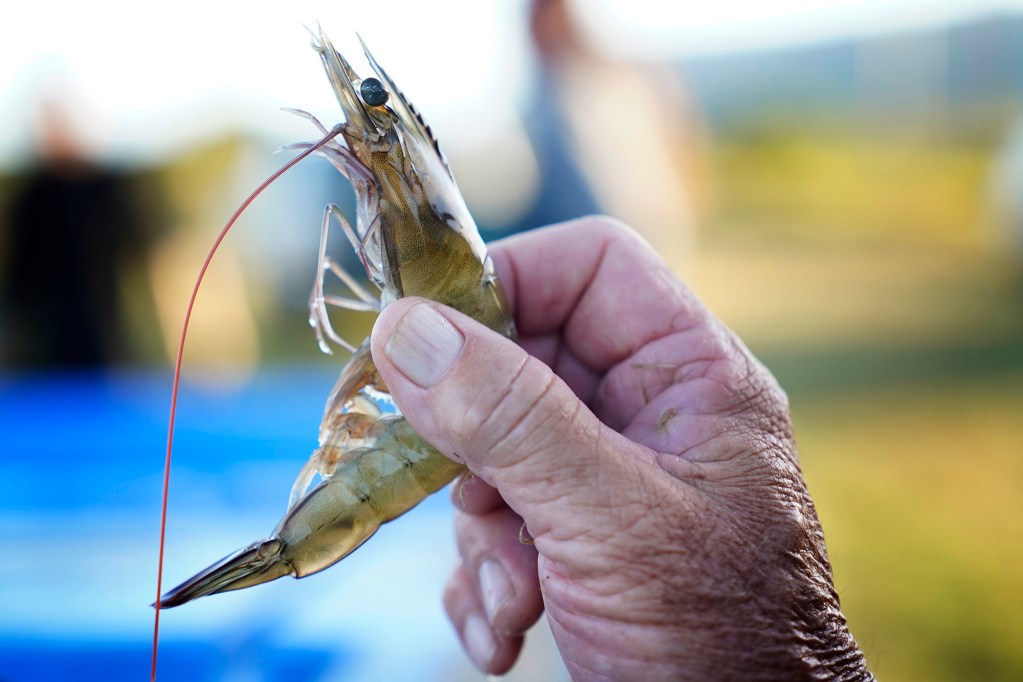 Kauaʻi Shrimp manager Robert Kanna holds a freshly harvested Pacific White shrimp Friday, June 5, 2026, in Kekaha. (Kevin Fujii/Civil Beat/2026)