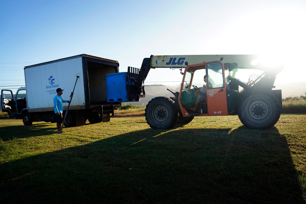 Freshly harvest Kauaʻi Shrimp gets loaded into a truck within 15 minutes of being harvested Friday, June 5, 2026, in Kekaha. (Kevin Fujii/Civil Beat/2026)